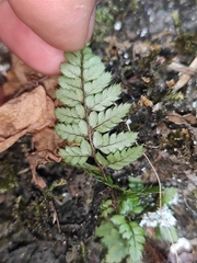 Polystichum luctuosum