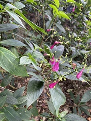 Strobilanthes hamiltoniana