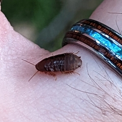 Blaberidae