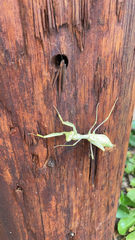 Miomantis caffra