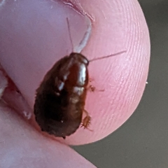 Blaberidae