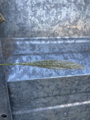 Bothriochloa barbinodis