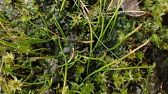 Anthoceros punctatus