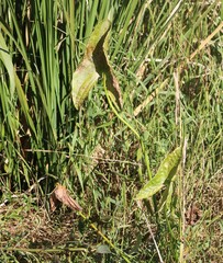 Sagittaria montevidensis