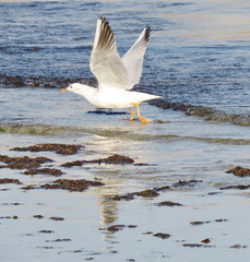 Chroicocephalus genei