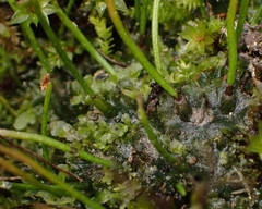 Anthoceros punctatus