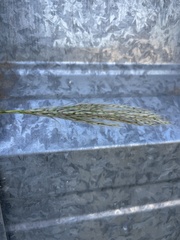 Bothriochloa barbinodis