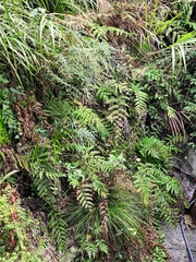 Woodwardia unigemmata