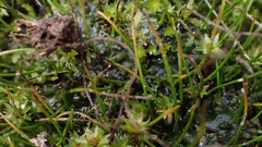 Anthoceros punctatus