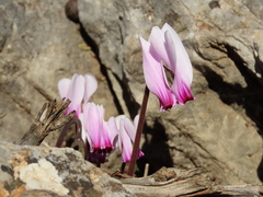 Cyclamen graecum