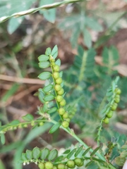 Phyllanthus urinaria