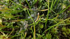 Anthoceros punctatus