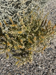 Salsoleae