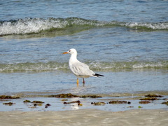 Chroicocephalus genei