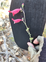 Penstemon baccharifolius