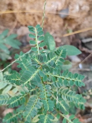 Phyllanthus urinaria