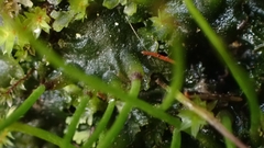 Anthoceros punctatus