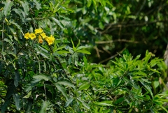 Adenocalymma marginatum