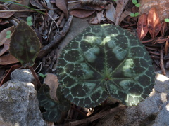 Cyclamen graecum