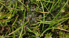 Anthoceros punctatus