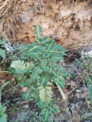 Phyllanthus urinaria