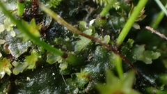 Anthoceros punctatus