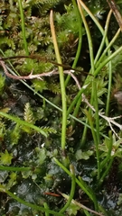 Anthoceros punctatus
