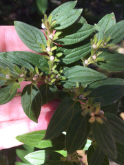 Lithospermum subsetosum