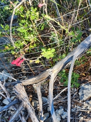 Penstemon baccharifolius