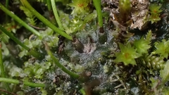 Anthoceros punctatus