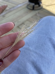 Bothriochloa barbinodis