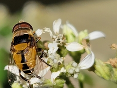 Palpada pusilla