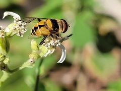 Palpada pusilla