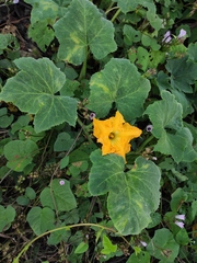 Cucurbita moschata