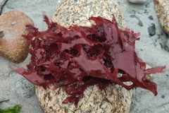 Metacallophyllis laciniata