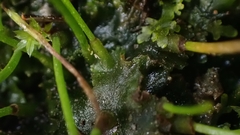 Anthoceros punctatus
