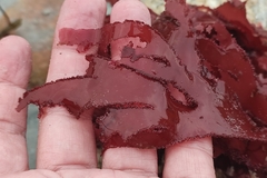 Metacallophyllis laciniata