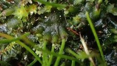 Anthoceros punctatus
