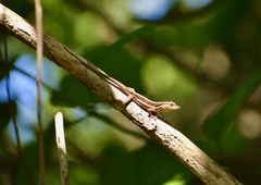 Anolis litoralis