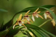 Miltonia flavescens