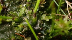Anthoceros punctatus