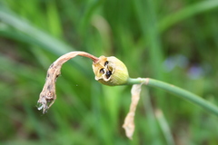 Narcissus nobilis
