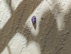 Bulimulus guadalupensis