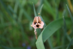 Narcissus nobilis