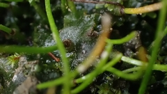 Anthoceros punctatus