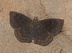 Bolla boliviensis