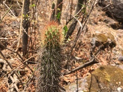 Cleistocactus