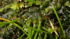 Anthoceros punctatus
