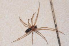 Steatoda grossa