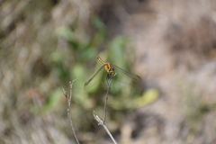 Erythrodiplax nigricans